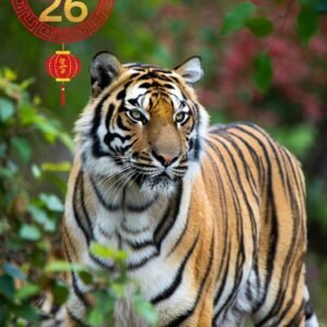 THE TIGER Year of the Fire Horse 2026 Chinese New Year