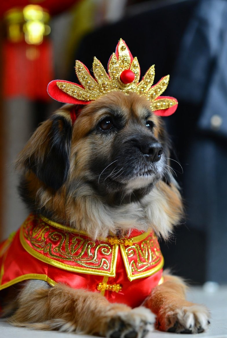 Dog Chinese Horoscope 2026